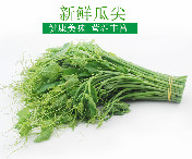 龙须菜（洋瓜苗/瓜尖菜）