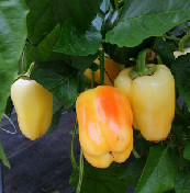 优培水果彩椒（混买6斤一箱售卖）