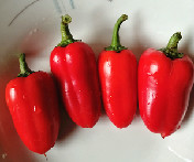 优培小水果彩椒（（混买6斤一箱售卖））