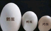 鹅蛋