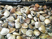 文蛤（猪肚螺）