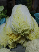 大白菜