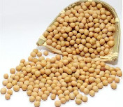 黄豆