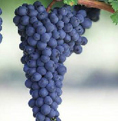 巨峰葡萄