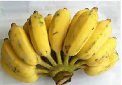 芭蕉（粉蕉）