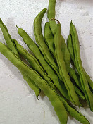 四季豆