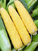 甜玉米（去皮）