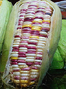 五彩（糯）玉米（去皮）