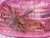 大围虾（18-20只）