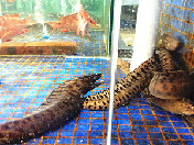 花豹鱼（鲉追、石鳝）