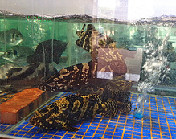 瓜子斑（以现场价格为准）