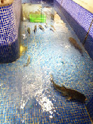 各类水库鱼（现场选购）