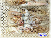 灯光小鲜鱿（天然野生活冰鲜，沙扒湾海产）