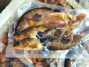 杂鱼仔（58/斤，天然野生，沙扒湾海产活冰鲜）