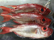 小长尾大眼鸡（48元/约3条/斤，天然野生海捕，沙扒湾海产活冰鲜）