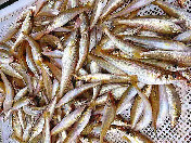 小沙尖鱼（48元/约13条/斤，天然野生海捕，沙扒湾海产活冰鲜）