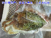 野生大墨鱼（整只售卖，48元/斤，1-10斤/只，需点拨该页面下客服电话咨询或加微信购买）