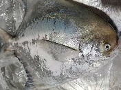 英昌（248元/斤，2~5斤/条，天然野生海捕）