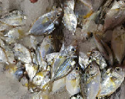 网仔海捕油笠仔（35元/斤，约30条/斤，天然野生海捕）