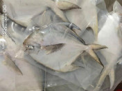 长尾白仓（120元/斤，1~3斤/条，天然野生海捕）