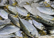 网仔海捕野生青鲳仔（75元/斤，16~18条/斤，天然野生海捕）