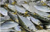 网仔海捕野生青鲳仔（75元/斤，16~18条/斤，天然野生海捕）