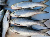 海钓野生小马友（56元/斤，不定装）