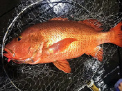 本店海产品食材展示1