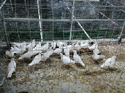 餐厅部分饲养野味