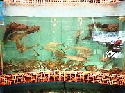 海鲜及海干货相册