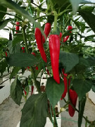 胜天五彩椒、辣椒