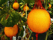 流溪河旁升天香蜜瓜已上市了！