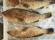 沙扒湾天然野生海鲜--芝麻斑