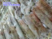 沙扒天然野生海鲜--灯光小鲜鱿