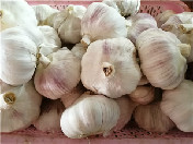 大蒜