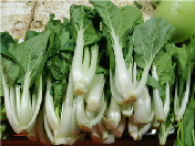 白菜