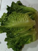 生菜