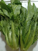 香麦菜