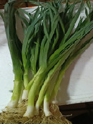 大蒜苗