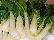 白菜苗