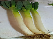 大葱