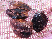 鲍鱼(9-10头)