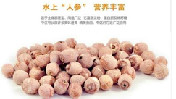 靓红莲(红莲子)