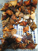 海螺