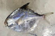 小白鲳(天然野生海捕)45元/3-4条/斤