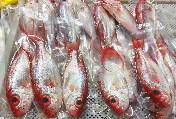 海捕野生大眼鸡（98元/斤，每条半斤以上，天然野生海捕，沙扒湾海产活冰鲜）