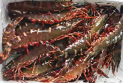 海捕野生中虎虾(120元/8-9只/斤,别名:虎虾、桂虾、鬼虾,沙扒湾海产活冰鲜)