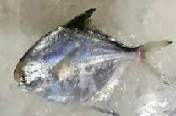 小白鲳(天然野生海捕)45元/3-4条/斤