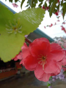花开烂漫时