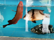 生猛海鲜